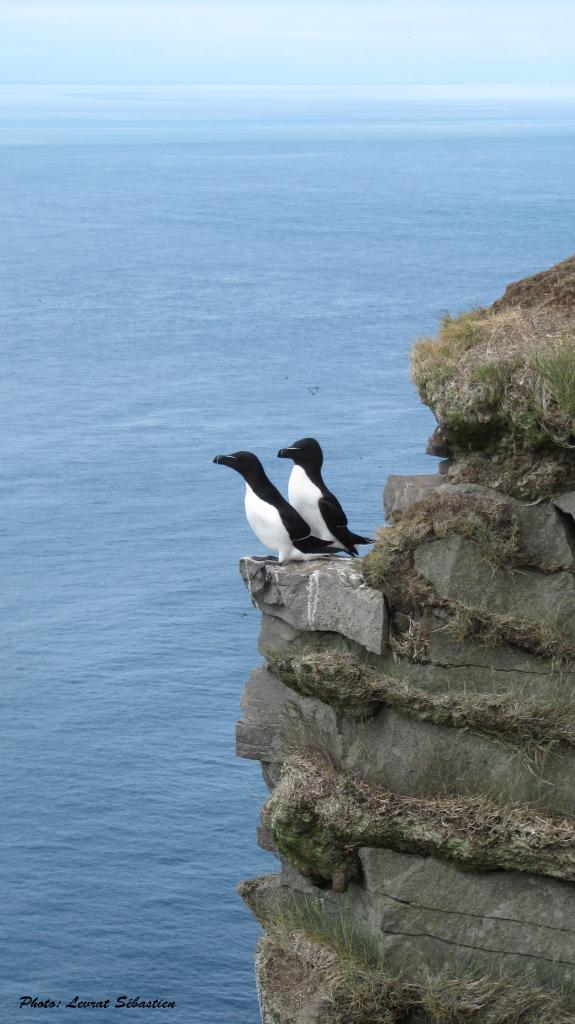 Pingouin Torda, Fjords de l'ouest